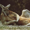 Comfy Kangaroo