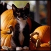Kitten and pumpkins 2 9