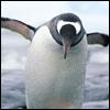 Penguin 2 2