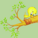 Tweety On A Branch