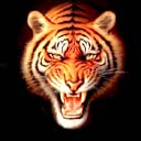 tigers lions avatars 0402